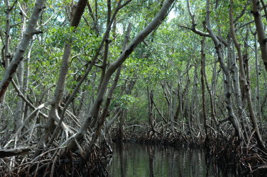 Everglades National Park : source commons.wikimedia - gnu free image - author Riandi